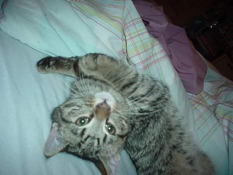 Blanding af racer Sprut - Hvem der....?? billede 9