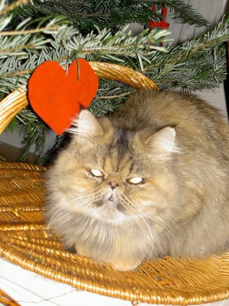 Perser Sofie - 2) Sofie til jul. billede 2