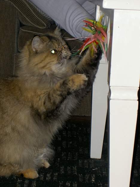 Perser Sofie - 3) Sofie leger med min mor. billede 3