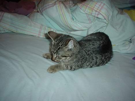 Blanding af racer Sprut - Zzzzzzzz billede 10