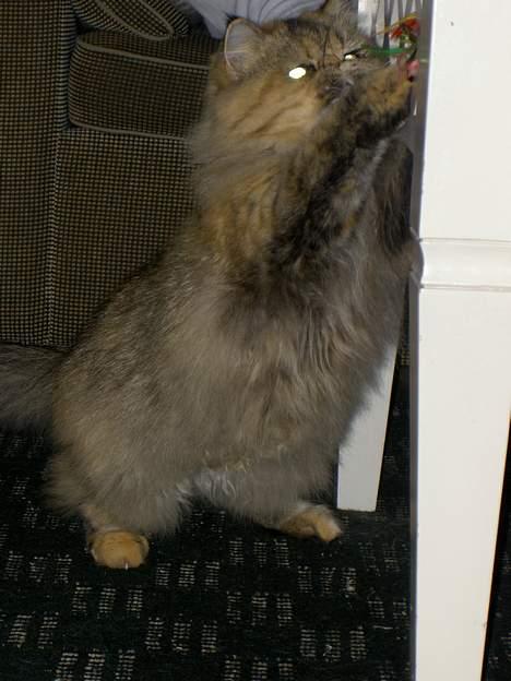 Perser Sofie - 4) Sofie leger med min mor. billede 4