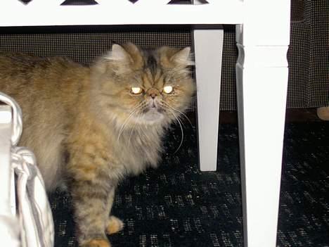 Perser Sofie - 5) Sofie går lidt rundt i stuen. billede 5