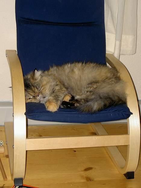 Perser Sofie - 6) Sofie blev lidt træt og tog en lur i lillebrors stol. billede 6