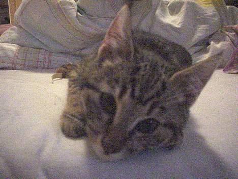 Blanding af racer Sprut - Er jeg ikke søøøød.... billede 11