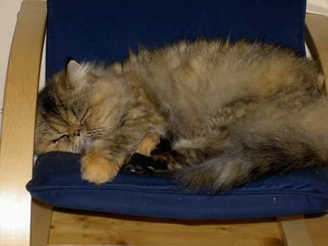 Perser Sofie - 7) Sofie sover igen:-) billede 7