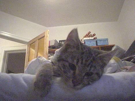 Blanding af racer Sprut - Hvor er jeg dog træt... billede 12