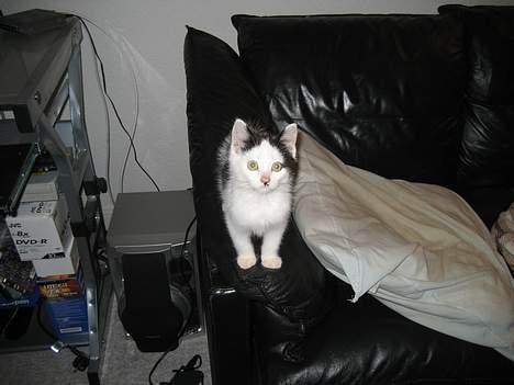 Huskat LilleMis billede 7