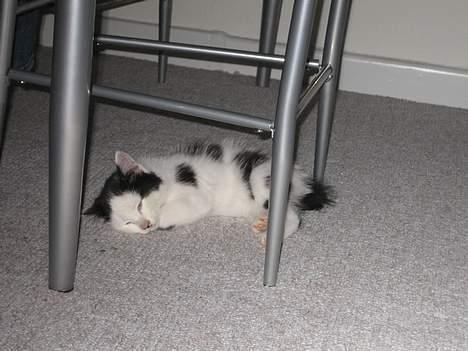 Huskat LilleMis billede 8