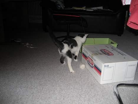 Huskat LilleMis billede 9