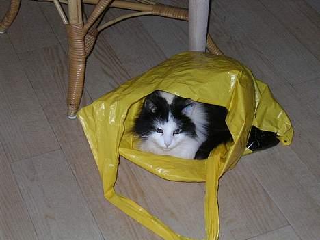 Norsk Skovkat nala billede 1