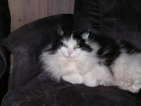 Norsk Skovkat nala billede 2