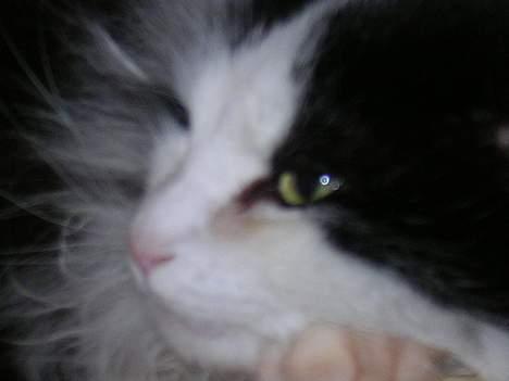 Norsk Skovkat nala billede 3