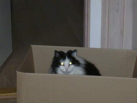 Norsk Skovkat nala billede 4