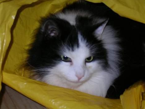 Norsk Skovkat nala billede 5