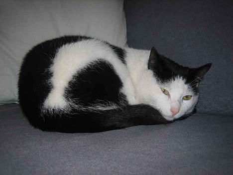 Blanding af racer Herbert den Lille * RIP * billede 11