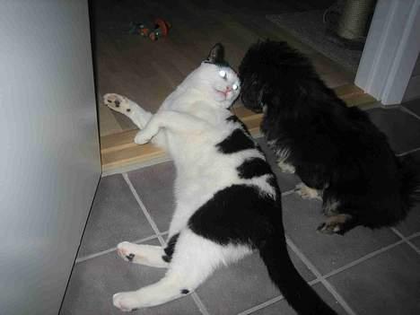 Blanding af racer Herbert den Lille * RIP * billede 12