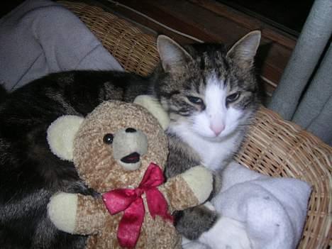 Huskat Nemodrengen - nemo og han yndlings bamse billede 6