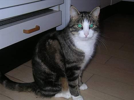 Huskat Nemodrengen - ja nu vil jeg gerne have mad tak  billede 7