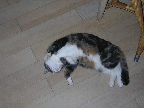 Huskat Nemodrengen - nemo flader ud, efter en hård jagt billede 8