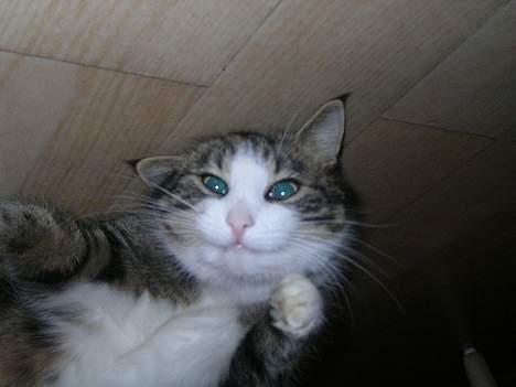 Huskat Nemodrengen billede 9