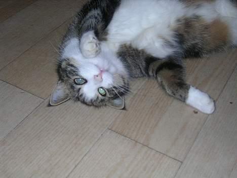 Huskat Nemodrengen billede 10