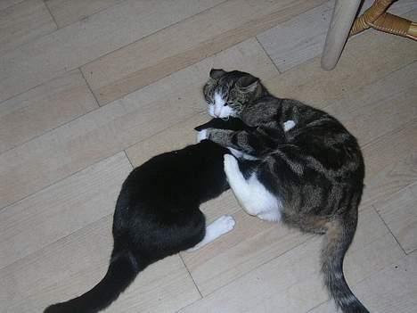 Huskat Nemodrengen - nemo og polle leger, hvilket de gør rigtig meget. Man kan godt vågne om natten af bump og brag billede 11