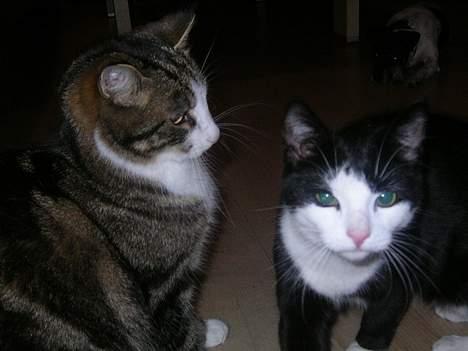 Huskat Nemodrengen - men gode venner er vi også billede 12