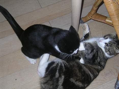 Huskat Nemodrengen - come on polle jeg smadre dig til hver en tid raaaaaaw billede 13