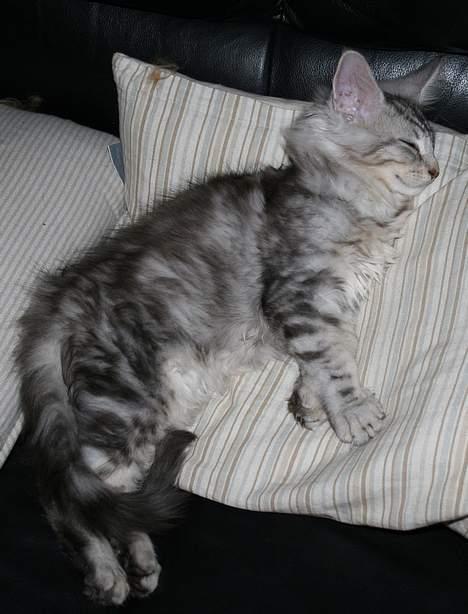Maine Coon Stribby - Stribby er en rigtig sovetryne. billede 13