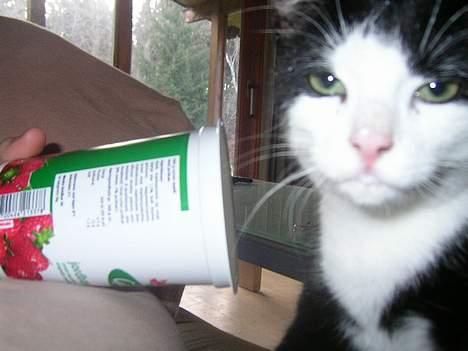 Huskat polledrengen - aaahhhhh billede 1