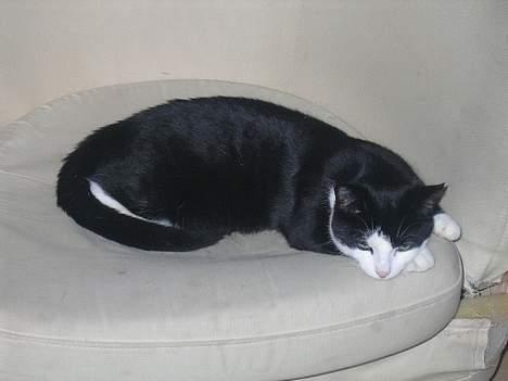 Huskat polledrengen - prøver at sove men der nogen der vægger mig med det kamera billede 2