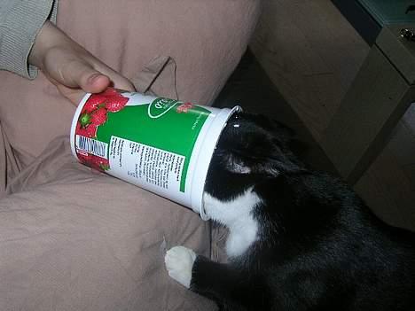 Huskat polledrengen - altid godt med youghurt billede 4