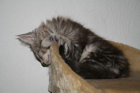 Maine Coon Stribby - 4 mdr og træt. billede 14