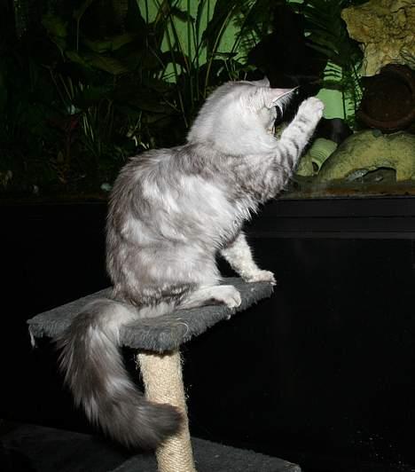 Maine Coon Stribby - Heyy fisk !! billede 15