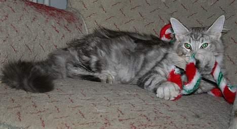 Maine Coon Stribby - 5 mdr og på plads i Morfar´s hyggestol.. (arvestykke) billede 16