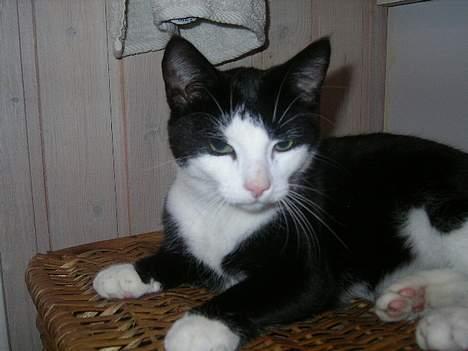 Huskat polledrengen - hvad!!!! lad mig dog være billede 5