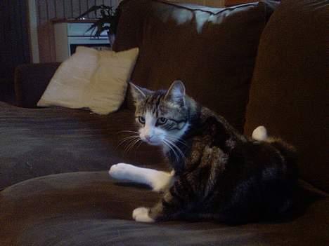 Huskat Nemodrengen - skal jo også være ren billede 14