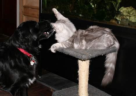 Maine Coon Stribby - Skrid hund !! eller jeg klasker dig en... billede 17