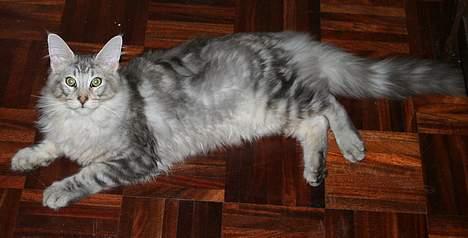 Maine Coon Stribby - godt og vel 5 mdr og en rigtig lækker fyr... billede 18
