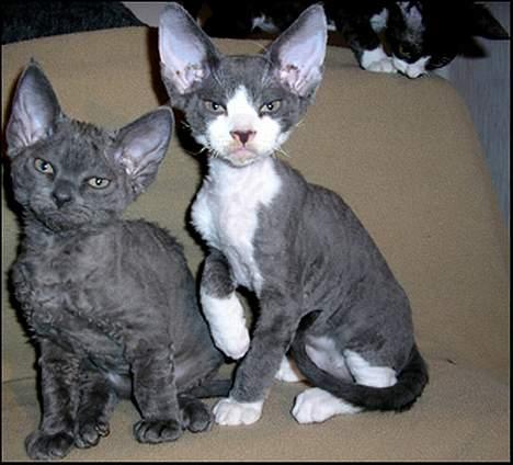 Devon Rex S*Darklin Reach Mr.Zuriel - Dino sammen med søster Zelda,9 uger gl. ;-) billede 12