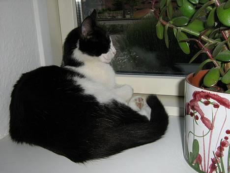 Huskat zindi - Intet går min næse forbi  billede 1