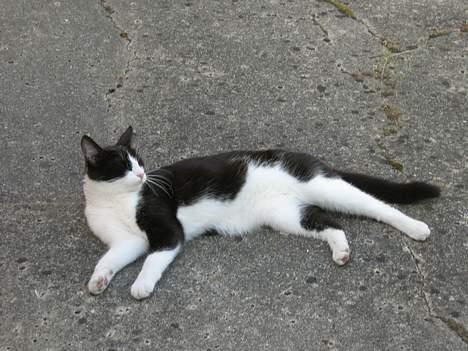 Huskat zindi - Smukke Zindi som nyder livet... billede 2