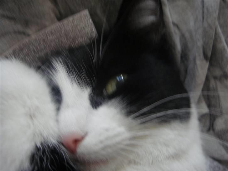 Huskat zindi - Puttetid... billede 3