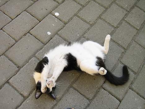 Huskat zindi - Se hvor lækker jeg er...  billede 4