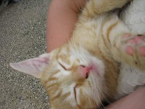 Huskat Zimba - Uhmmm hygger i mor´s arme.. billede 1