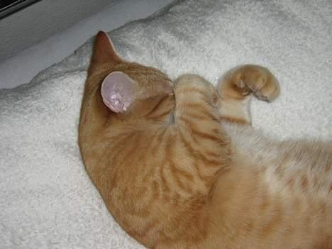 Huskat Zimba - Uhmm dejligt og putte i sengen.... billede 2