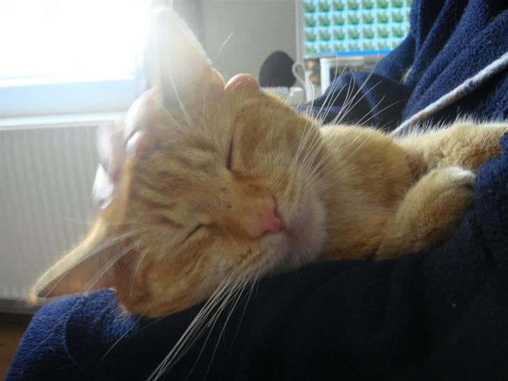 Huskat Zimba - Se lige.... Hygger ved min moaaar.... billede 3