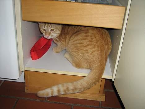 Huskat Zimba - Jeg prøver og lege gemmeleg..... billede 4