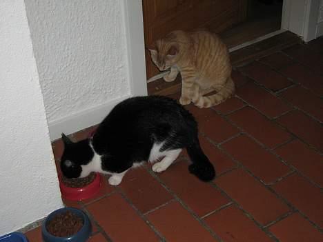 Huskat Zimba - Her er jeg med min elskede søster Zindi - hun er god ved mig.... billede 5