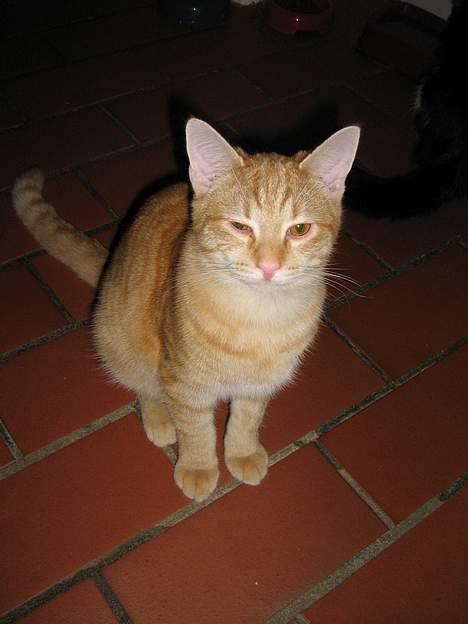 Huskat Zimba - Se hvor pænt jeg sidder for fotografens skyld...  billede 6